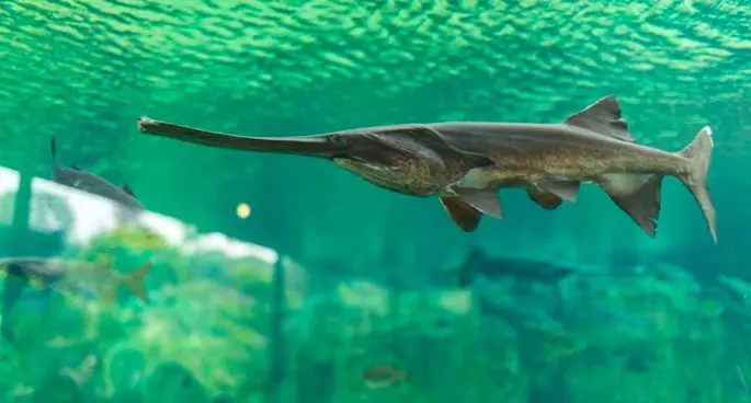 Paddlefish: photo and description, habitat, fishing, recipes