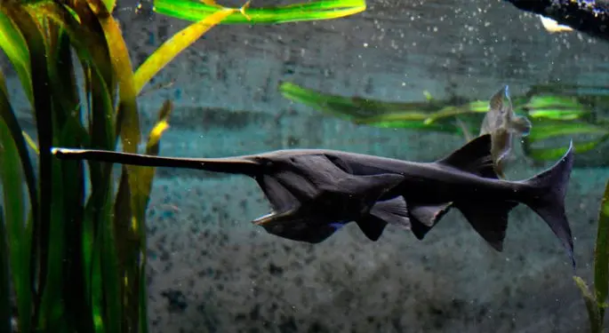 Paddlefish: photo and description, habitat, fishing, recipes