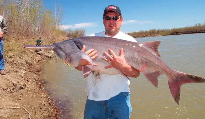 Paddlefish: photo and description, habitat, fishing, recipes