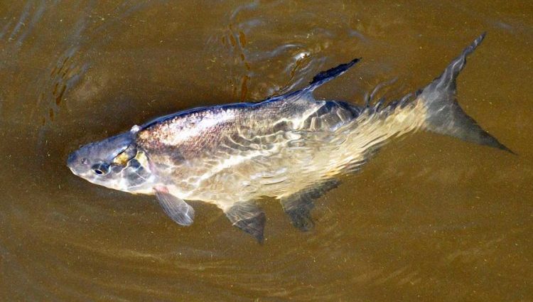 Parasitos nos peixes: perigosos para os humanos, como se ven, descrición