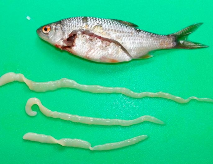 Parasites in fish: dangerous to humans, how they look, description