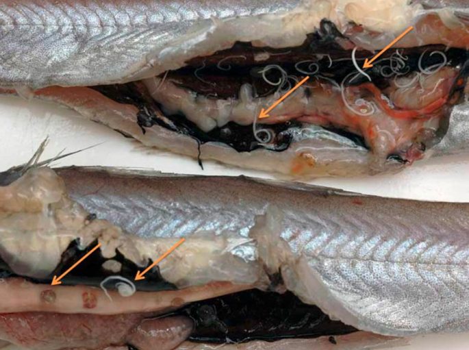 Parasites in fish: dangerous to humans, how they look, description