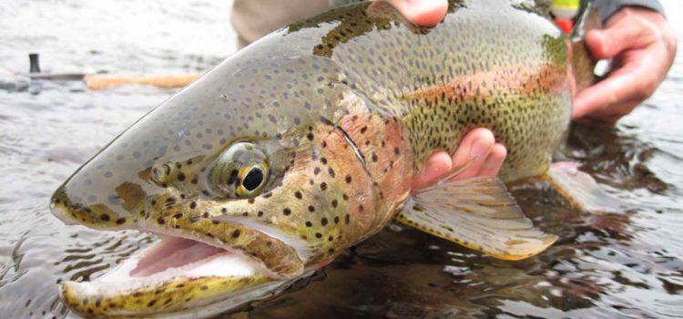 Pasta Trout Fishing: Equipment, Techniques and Secrets