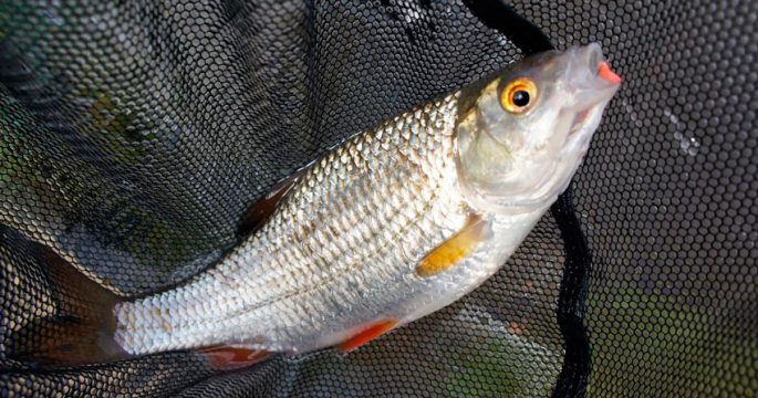 Pathway fish (common roach): when and how to catch, recipes