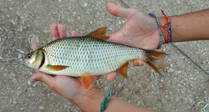 Pathway fish (common roach): when and how to catch, recipes