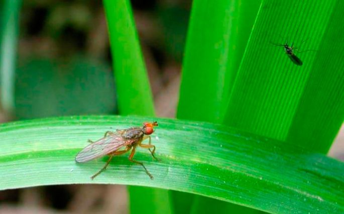 Pathway fish (common roach): when and how to catch, recipes