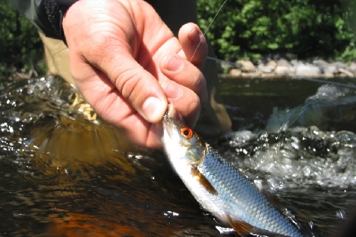 Pathway fish (common roach): when and how to catch, recipes