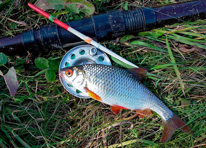 Pathway fish (common roach): when and how to catch, recipes