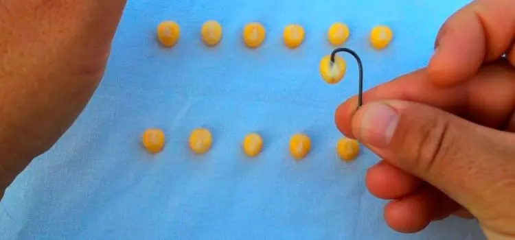 Peas for fishing: how to cook, how to plant