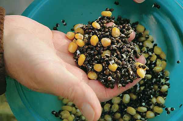 Peas for fishing: how to cook, how to plant