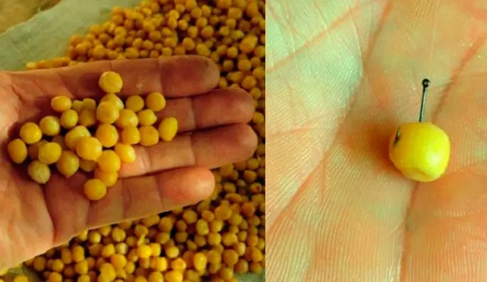 Peas for fishing: how to cook, how to plant