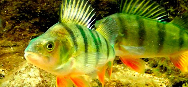 I-Perch fish: incazelo enesithombe, izinhlobo, ukuthi idlani, lapho ihlala khona