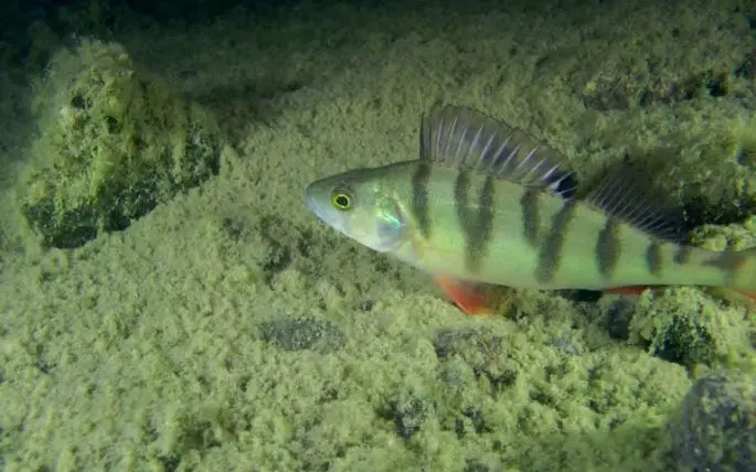 Perch fish: description with photo, types, what it eats, where it lives