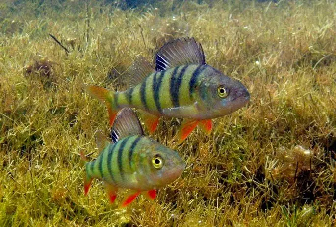 Perch fish: description with photo, types, what it eats, where it lives