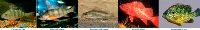 Perch fish: description with photo, types, what it eats, where it lives