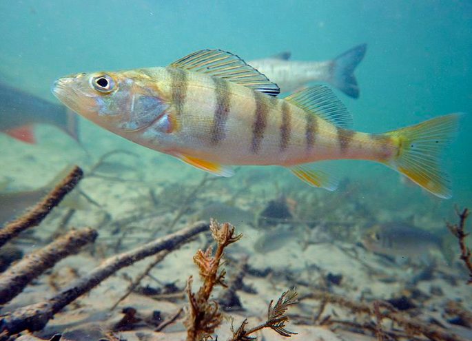 Perch fish: description with photo, types, what it eats, where it lives
