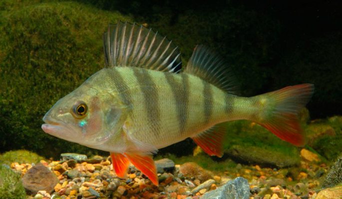 Perch fish: description with photo, types, what it eats, where it lives
