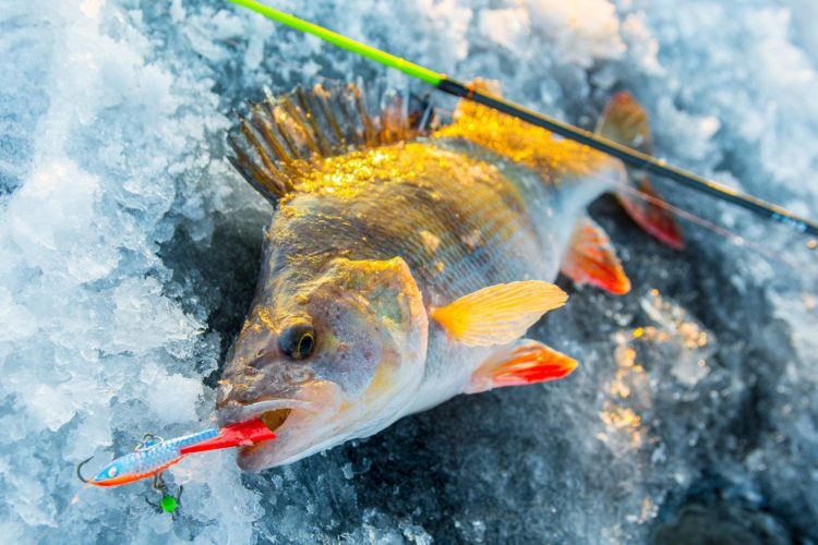 Perch fishing from A to Z: tackle, lures, fishing methods, seasonal activity of fish and the choice of tactics for fishing