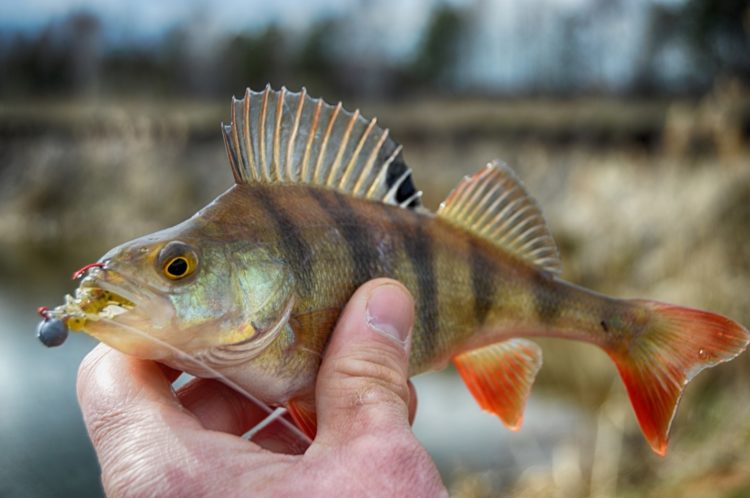 Perch fishing from A to Z: tackle, lures, fishing methods, seasonal activity of fish and the choice of tactics for fishing
