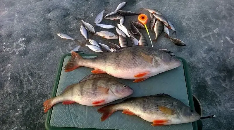 Perch fishing in winter