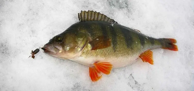 Perch fishing in winter