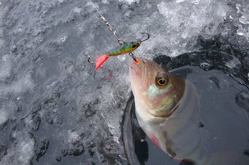 Perch fishing in winter