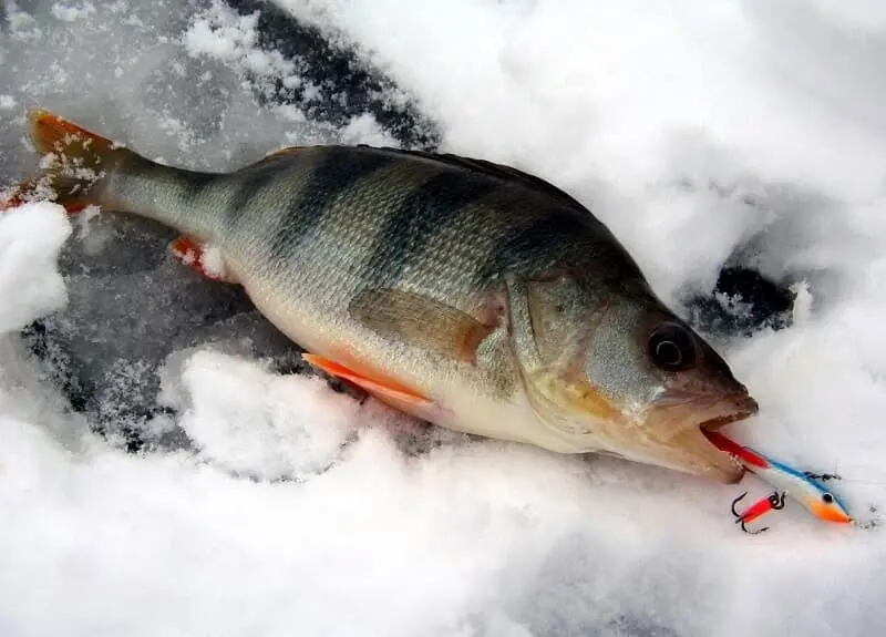 Perch fishing in winter