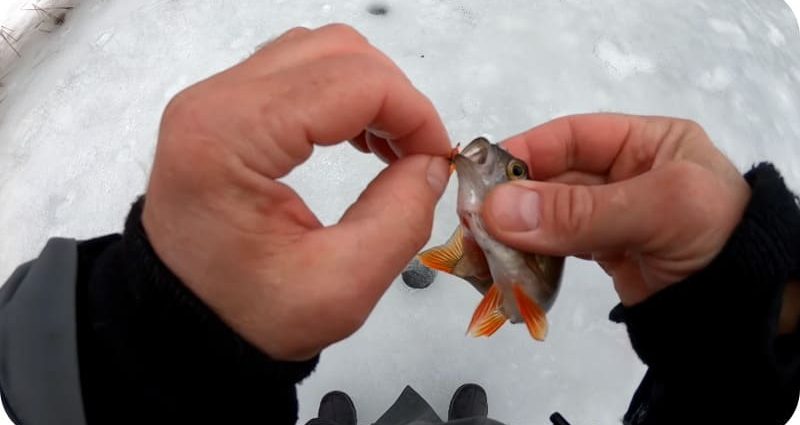 Kỹ thuật câu cá rô vào mùa đông: cách câu, kéo và mồi tốt nhất