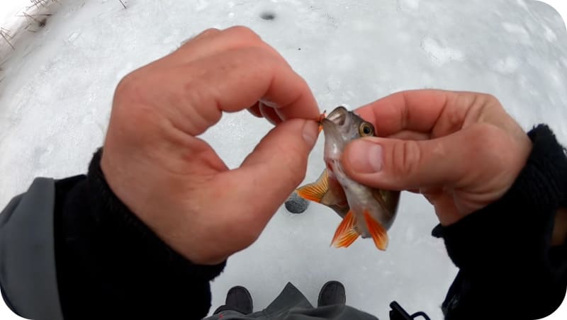 Perch fishing technique in winter: the best tackle, spinners and lures