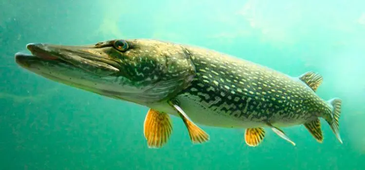 Pike: description of fish, where it is found, diet, enemies, types of pikes