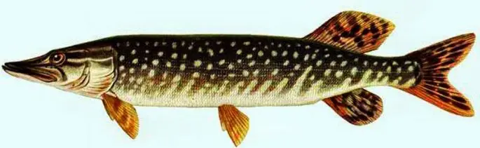 Pike: description of fish, where it is found, diet, enemies, types of pikes