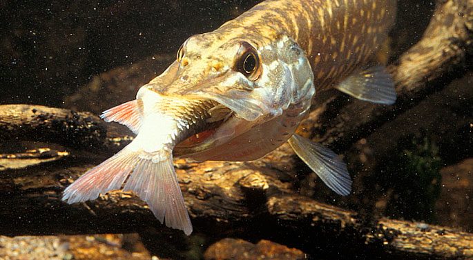 Pike: description of fish, where it is found, diet, enemies, types of pikes