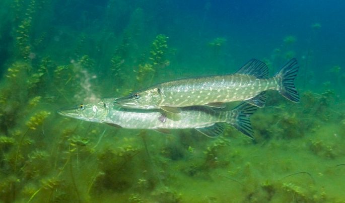 Pike: description of fish, where it is found, diet, enemies, types of pikes