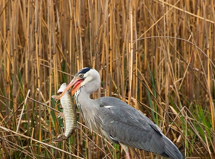 Pike: description of fish, where it is found, diet, enemies, types of pikes