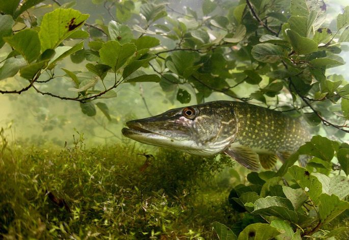 Pike: description of fish, where it is found, diet, enemies, types of pikes