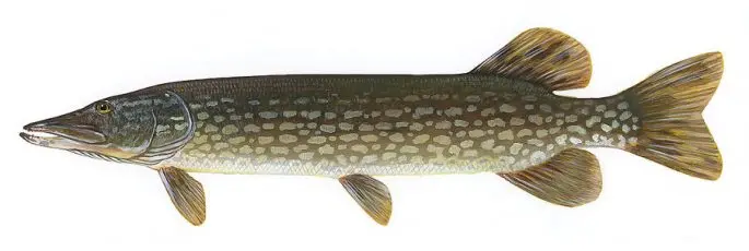 Pike: description of fish, where it is found, diet, enemies, types of pikes