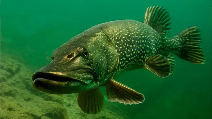 Pike: description of fish, where it is found, diet, enemies, types of pikes