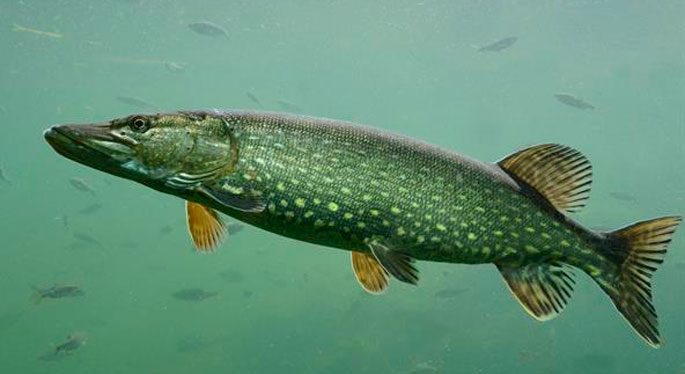 Pike: description of fish, where it is found, diet, enemies, types of pikes