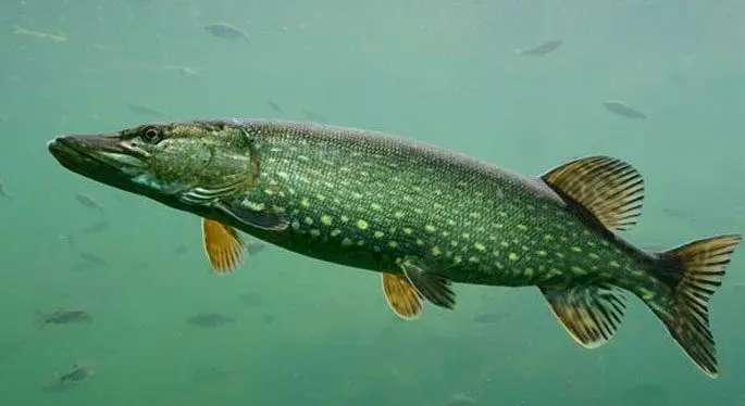 Pike: description of fish, where it is found, diet, enemies, types of pikes