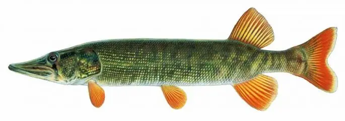 Pike: description of fish, where it is found, diet, enemies, types of pikes