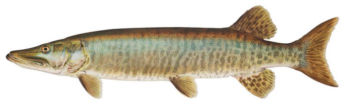 Pike: description of fish, where it is found, diet, enemies, types of pikes