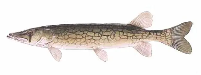 Pike: description of fish, where it is found, diet, enemies, types of pikes