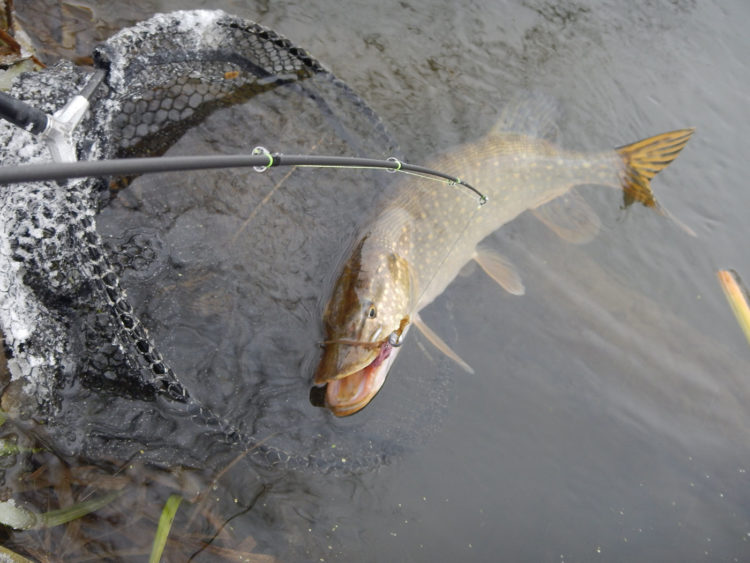 Pike fishing in April: choosing a fishing spot, search tactics and bait