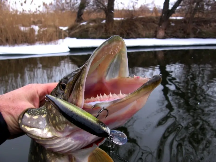 Pike fishing in April: choosing a fishing spot, search tactics and bait