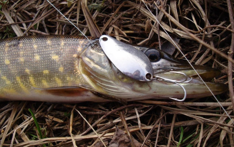 Pike fishing in April: choosing a fishing spot, search tactics and bait