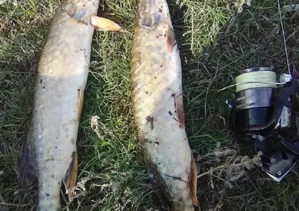 Pike fishing in autumn