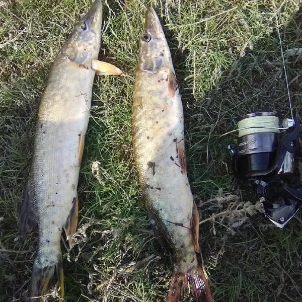 Pike fishing in autumn