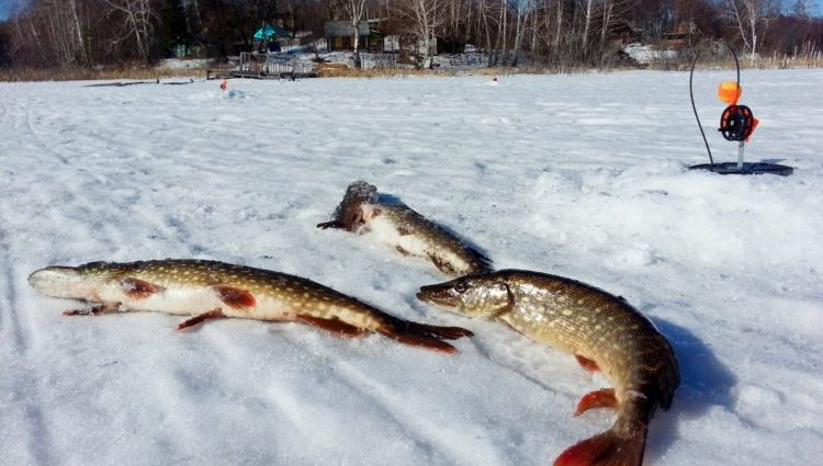 جنوری میں پائیک فشینگ: مچھلی پکڑنے کے طریقے، تلاش کی حکمت عملی، شکاری کے لیے نمٹنا اور چارہ