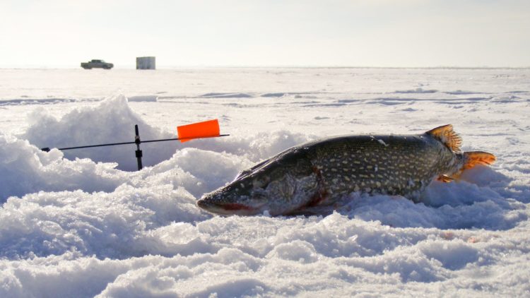 Pike fishing in January: fishing methods, search tactics, tackle and bait for a predator