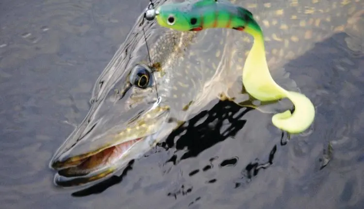 Pike fishing in March: where to look and what to catch
